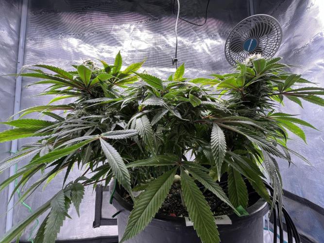 Ayahuasca Purple. Week 8