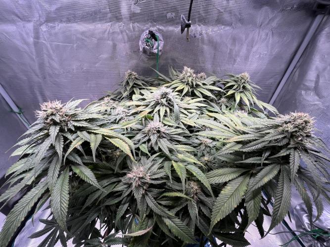 Ayahuasca Purple. Week 8