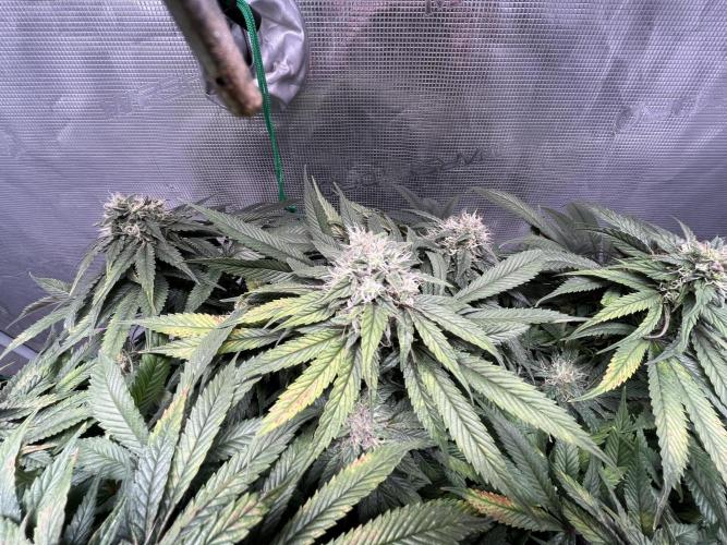Ayahuasca Purple. Week 8