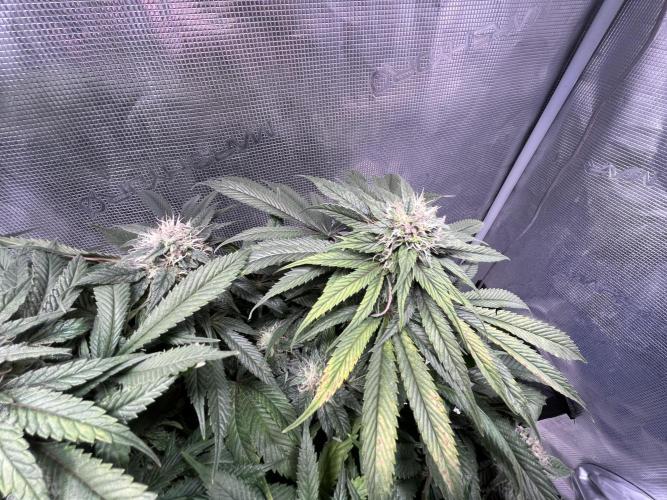 Ayahuasca Purple. Week 8