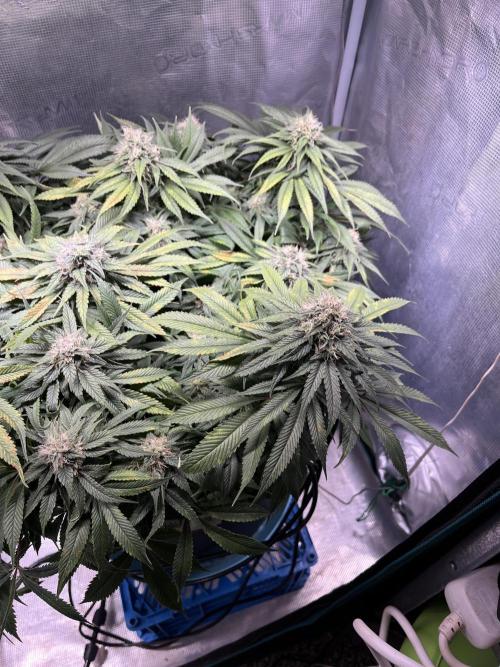 Ayahuasca Purple. Week 8