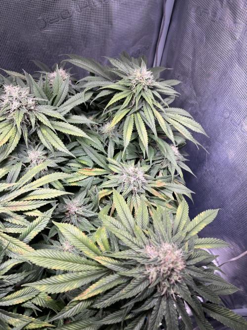 Ayahuasca Purple. Week 8