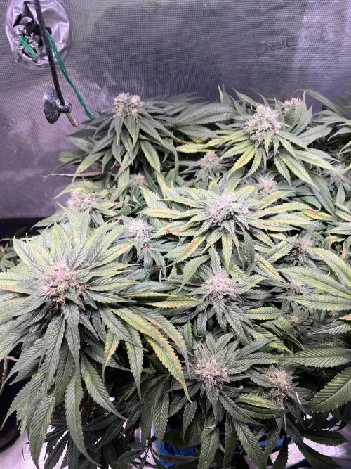 Ayahuasca Purple. Week 8