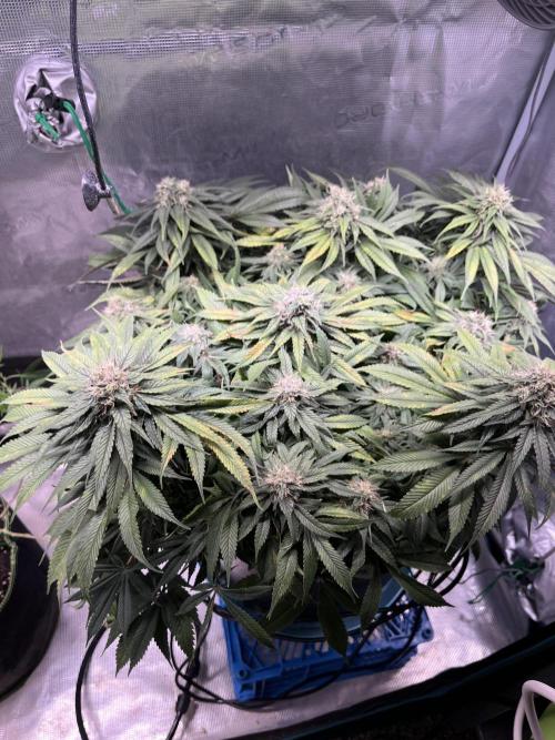 Ayahuasca Purple. Week 8