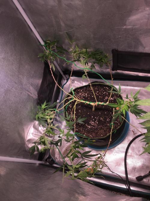 Blue Sunset Sherbet # 2 “Tiger Balm”. Week 1
