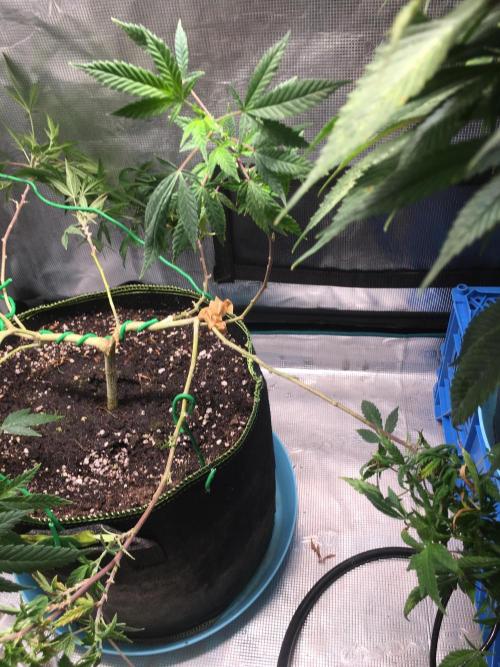 Blue Sunset Sherbet # 2 “Tiger Balm”. Week 1
