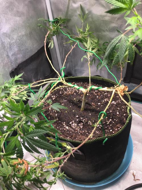 Blue Sunset Sherbet # 2 “Tiger Balm”. Week 1