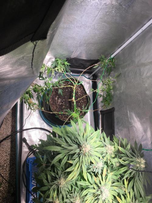 Blue Sunset Sherbet # 2 “Tiger Balm”. Week 1