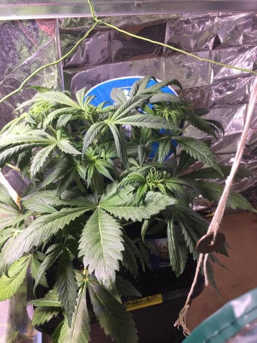 Sticky Broccoli Auto - Eternity Grow Cup. Week 10