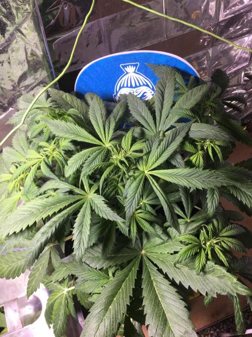 Sticky Broccoli Auto - Eternity Grow Cup. Week 10