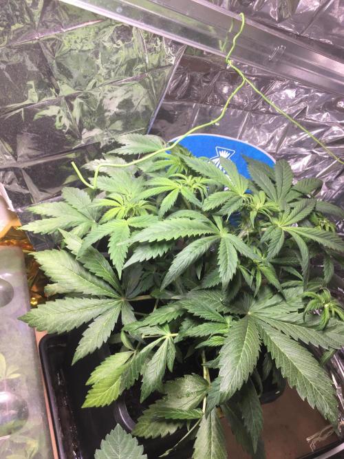 Sticky Broccoli Auto - Eternity Grow Cup. Week 10