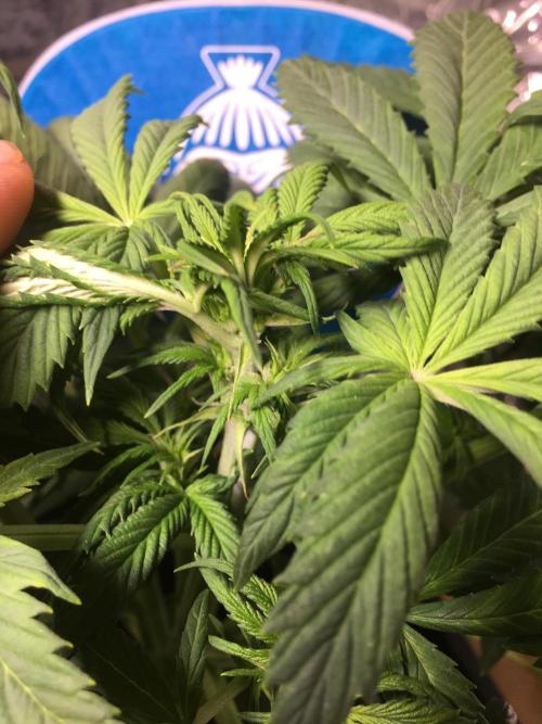 Sticky Broccoli Auto - Eternity Grow Cup. Week 10