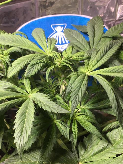 Sticky Broccoli Auto - Eternity Grow Cup. Week 10