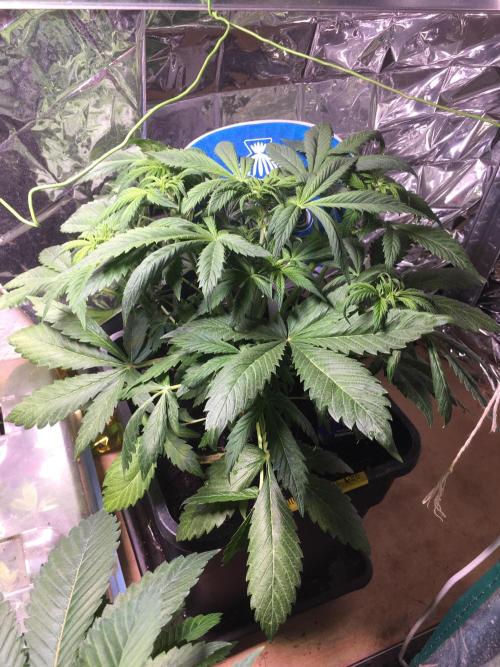 Sticky Broccoli Auto - Eternity Grow Cup. Week 10