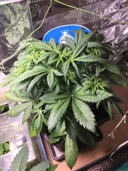 Sticky Broccoli Auto - Eternity Grow Cup. Week 10