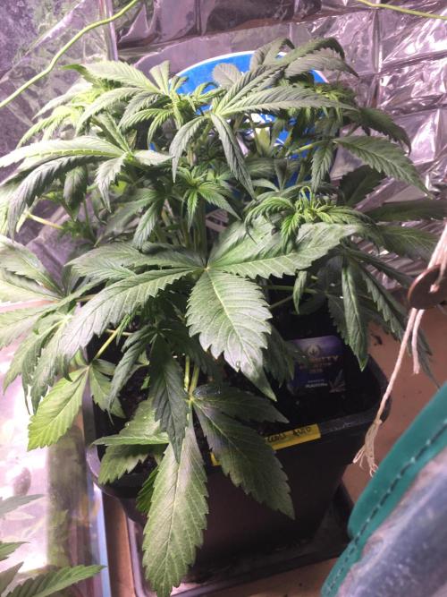 Sticky Broccoli Auto - Eternity Grow Cup. Week 10