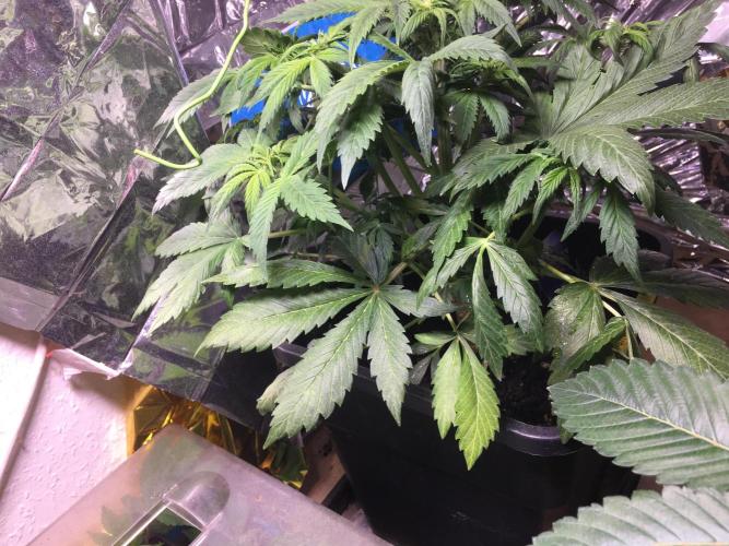 Sticky Broccoli Auto - Eternity Grow Cup. Week 10