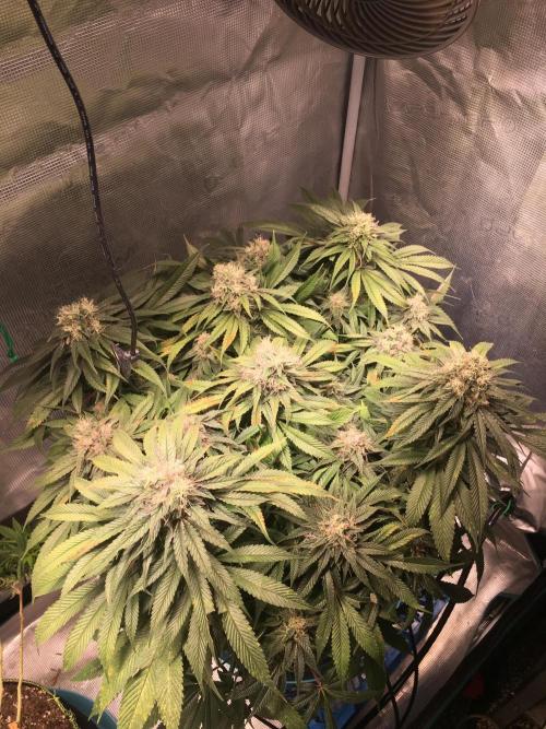 Ayahuasca Purple. Week 9