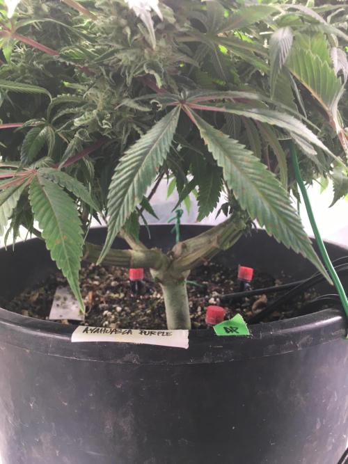 Ayahuasca Purple. Week 9