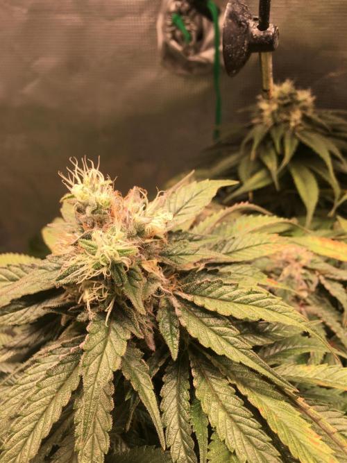 Ayahuasca Purple. Week 9