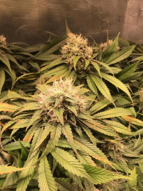 Ayahuasca Purple. Week 9