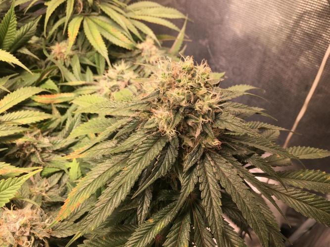 Ayahuasca Purple. Week 9