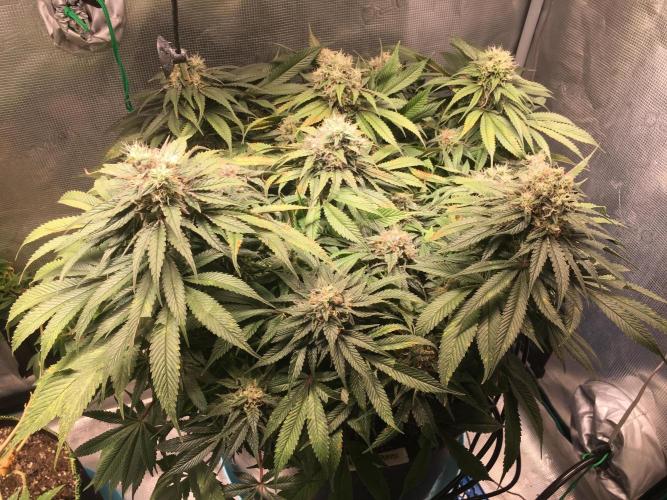 Ayahuasca Purple. Week 9
