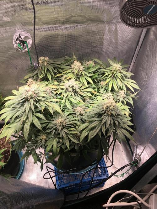 Ayahuasca Purple. Week 9