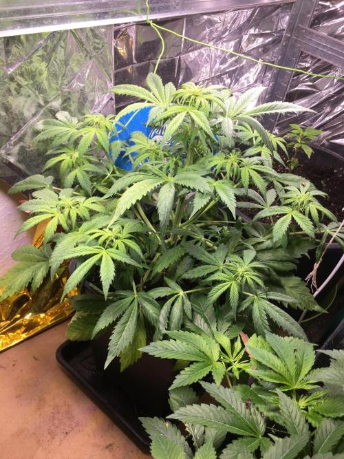 Sticky Broccoli Auto - Eternity Grow Cup. Week 11