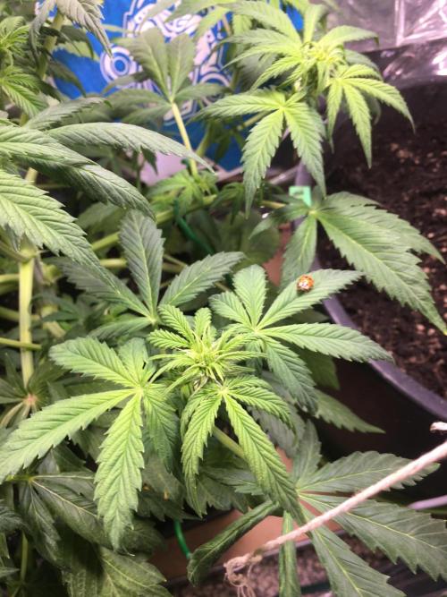 Sticky Broccoli Auto - Eternity Grow Cup. Week 11