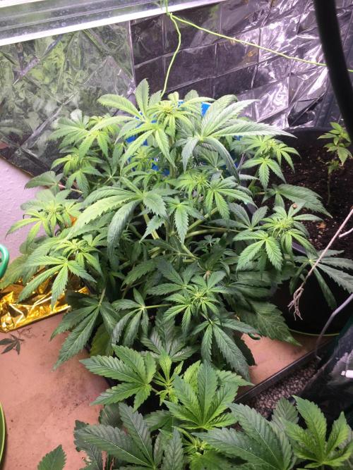 Sticky Broccoli Auto - Eternity Grow Cup. Week 11