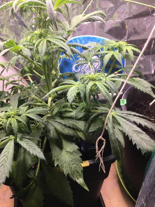 Sticky Broccoli Auto - Eternity Grow Cup. Week 11