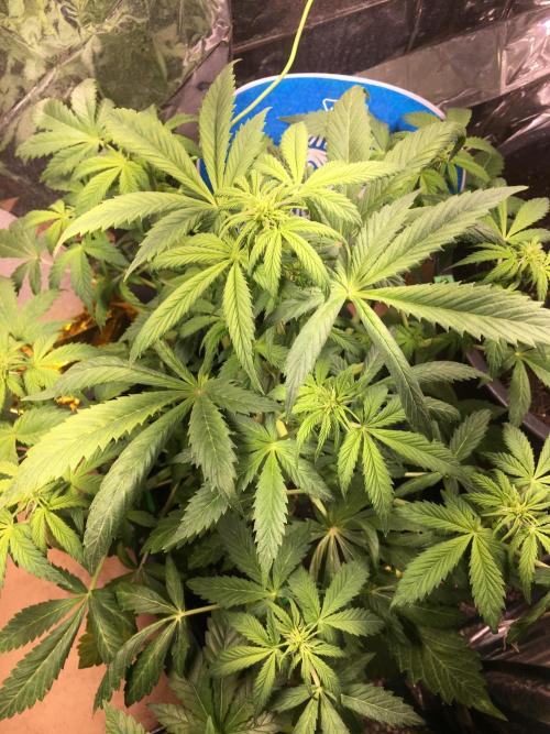Sticky Broccoli Auto - Eternity Grow Cup. Week 11
