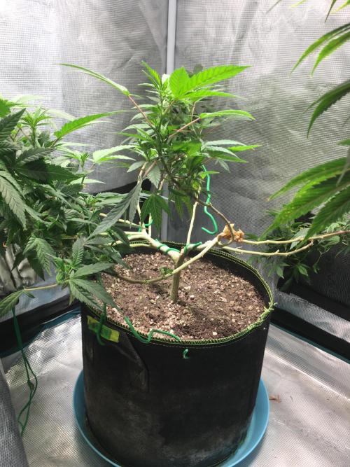 Blue Sunset Sherbet # 2 “Tiger Balm”. Week 2