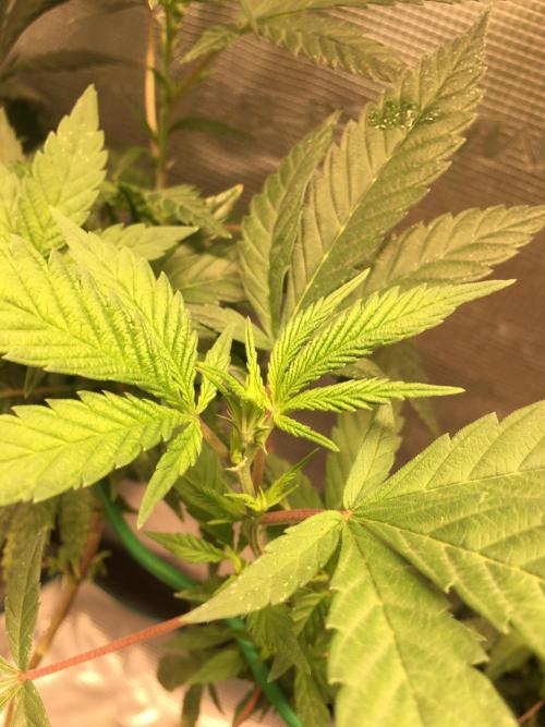 Blue Sunset Sherbet # 2 “Tiger Balm”. Week 2