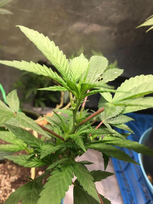 Blue Sunset Sherbet # 2 “Tiger Balm”. Week 2