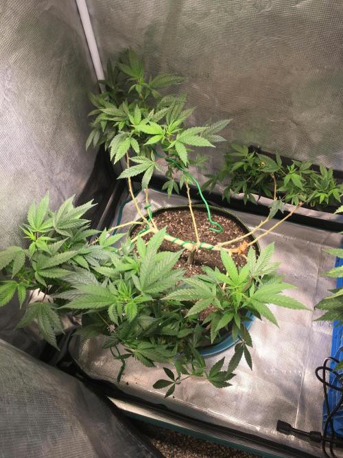 Blue Sunset Sherbet # 2 “Tiger Balm”. Week 2