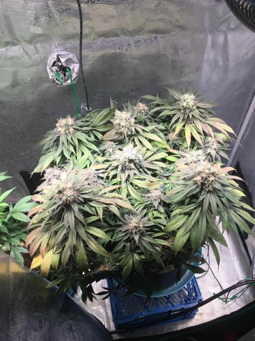 Ayahuasca Purple. Week 10