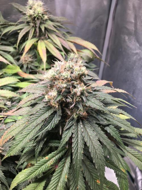 Ayahuasca Purple. Week 10