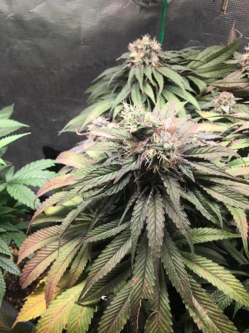 Ayahuasca Purple. Week 10