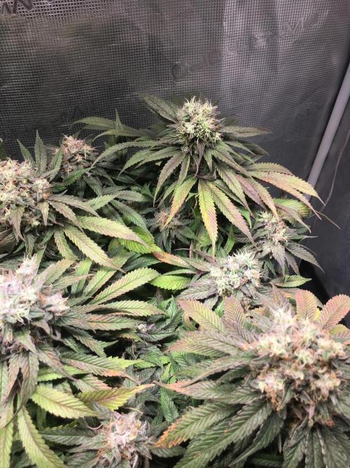Ayahuasca Purple. Week 10