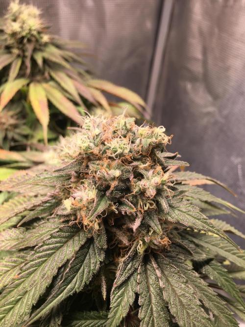 Ayahuasca Purple. Week 10