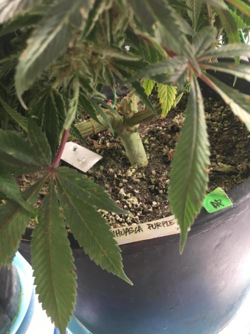 Ayahuasca Purple. Week 10