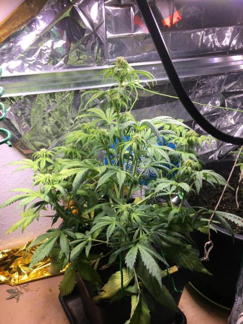 Sticky Broccoli Auto - Eternity Grow Cup. Week 12