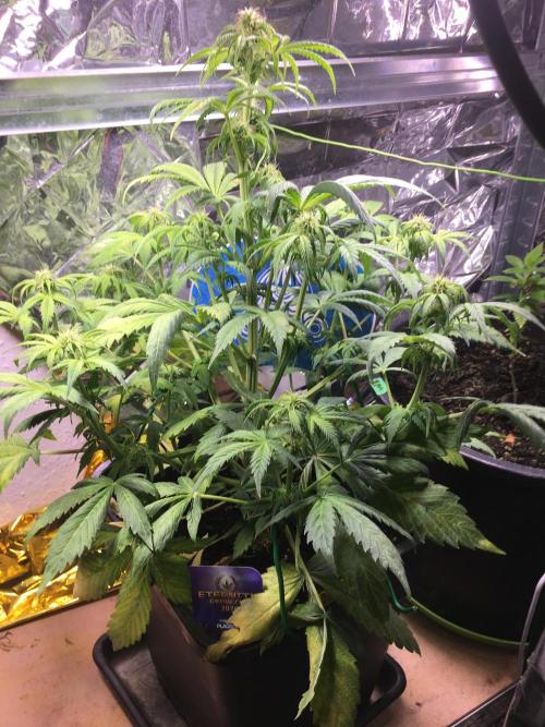 Sticky Broccoli Auto - Eternity Grow Cup. Week 12