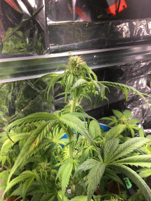 Sticky Broccoli Auto - Eternity Grow Cup. Week 12