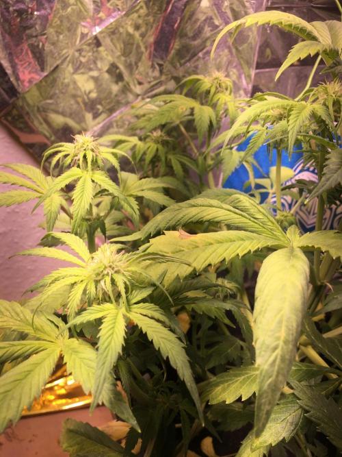 Sticky Broccoli Auto - Eternity Grow Cup. Week 12
