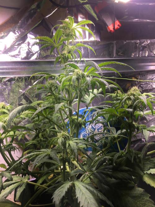 Sticky Broccoli Auto - Eternity Grow Cup. Week 12