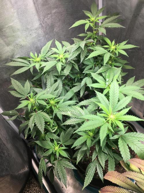 Blue Sunset Sherbet # 2 “Tiger Balm”. Week 3