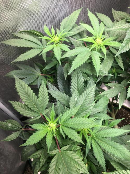 Blue Sunset Sherbet # 2 “Tiger Balm”. Week 3